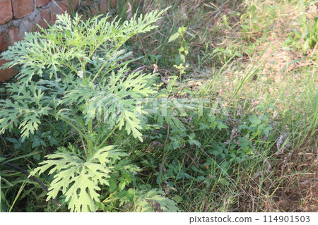 santa maria feverfew plant on jungle santa maria feverfew plant on jungle 114901503