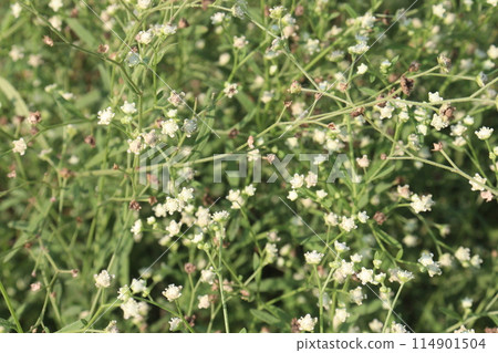santa maria feverfew plant on jungle santa maria feverfew plant on jungle 114901504