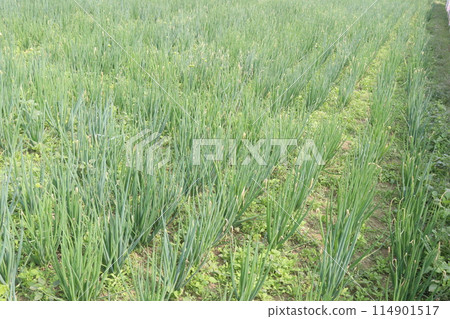 Onion plant on farm for harvest are cash crops Onion plant on farm for harvest are cash crops 114901517