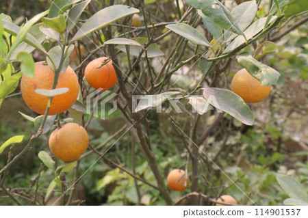 Oranges on tree in farm for harvest 114901537