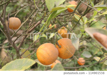 Oranges on tree in farm for harvest Oranges on tree in farm for harvest 114901538