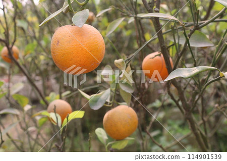 Oranges on tree in farm for harvest Oranges on tree in farm for harvest 114901539