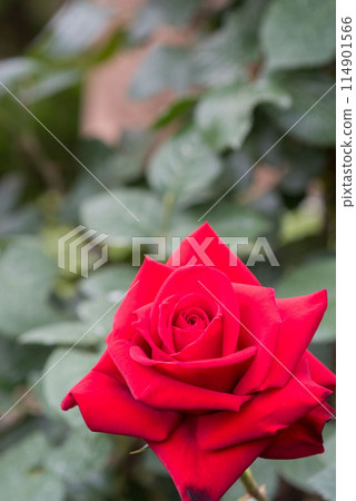 深紅玫瑰 114901566
