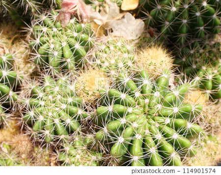 Round-shaped cactus with thorns	 114901574