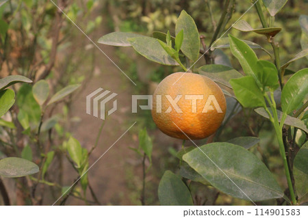 Oranges on tree in farm for harvest Oranges on tree in farm for harvest 114901583