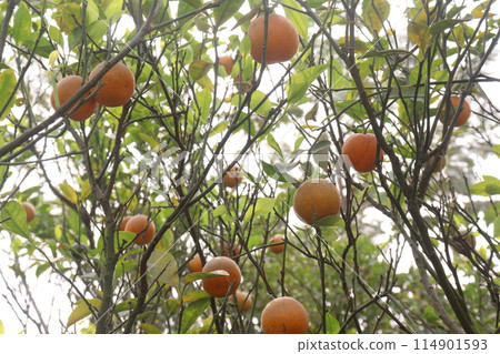 Oranges on tree in farm for harvest Oranges on tree in farm for harvest 114901593