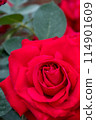 深紅玫瑰 114901609