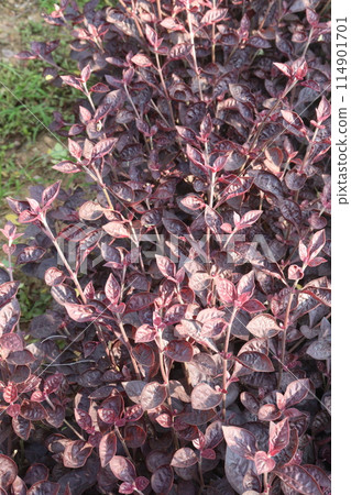 Alternanthera plant on nursery for sell 114901701