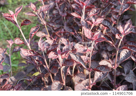 Alternanthera plant on nursery for sell 114901706