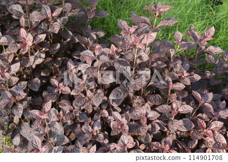 Alternanthera plant on nursery for sell 114901708