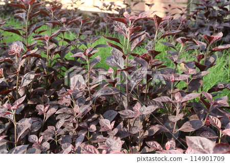 Alternanthera plant on nursery for sell 114901709