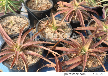 Orthophytum gurkeniiis plant on pot in nursery Orthophytum gurkeniiis plant on pot in nursery 114901713