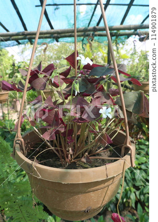 oxalis triangularis flower plant on hanging pot in nursery 114901879