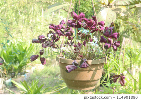 oxalis triangularis flower plant on hanging pot in nursery 114901880