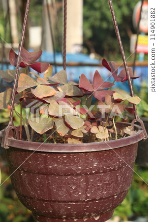 oxalis triangularis flower plant on hanging pot in nursery 114901882