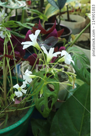 oxalis triangularis flower plant on hanging pot in nursery oxalis triangularis flower plant on hanging pot in nursery 114901883