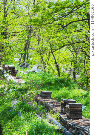 Beehives in the forest 114902160