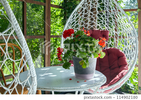 Red geranium flower in a white pot on a summer outdoor table in a sunny pergola with wicker chairs against a green garden background 114902180