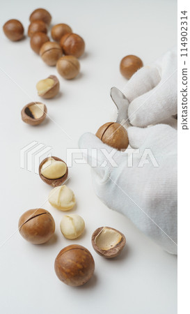 Cracking shelled macadamia nuts with a tool 114902314