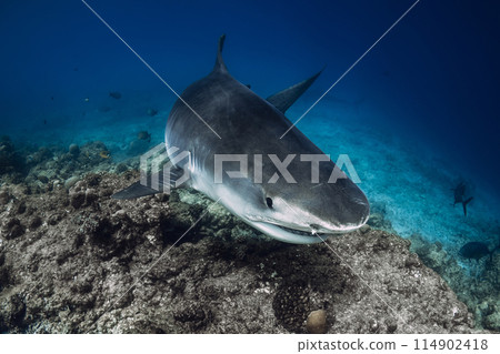 Tiger shark underwater in blue ocean. Shark swims close up 114902418