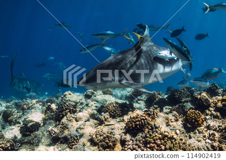 Tiger shark close up in blue sea. Shark with fishes in tropics. 114902419
