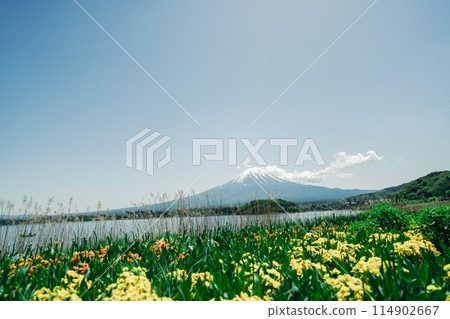 Mt. Fuji, Lake Kawaguchi and flower fields Mt. Fuji, Lake Kawaguchi and flower fields 114902667