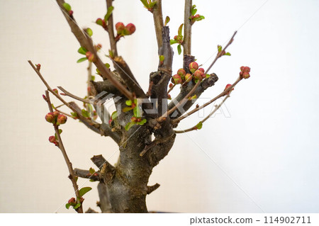 Bud of killing Bud of killing 114902711