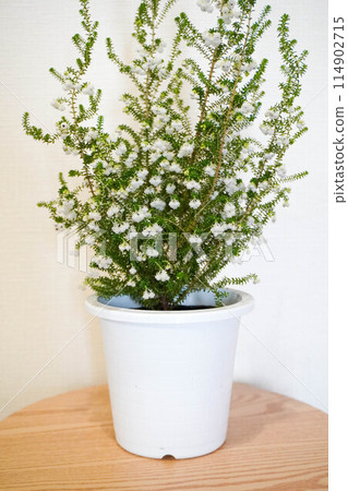 Lily of the valley Erica potted plant Lily of the valley Erica potted plant 114902715