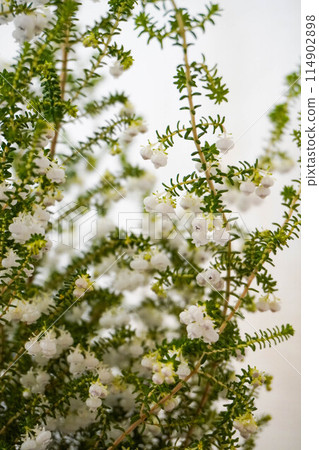 Lily of the valley heather up Lily of the valley heather up 114902898