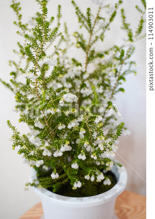 莉莉纈草 莉莉纈草 114903011