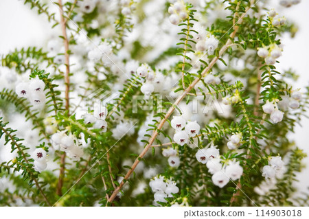 Lily Valerian 114903018