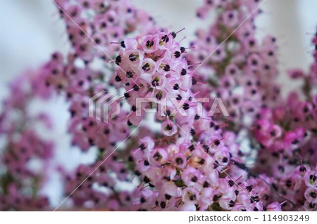 Erica Janome、Erica Kuroshiba、Erica Africa、花 Erica Janome、Erica Kuroshiba、Erica Africa、花 114903249