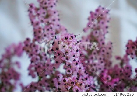 Erica Janome、Erica Kuroshiba、Erica Africa、花 Erica Janome、Erica Kuroshiba、Erica Africa、花 114903250