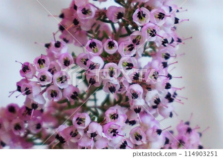 Erica Janome、Erica Kuroshiba、Erica Africa、花 Erica Janome、Erica Kuroshiba、Erica Africa、花 114903251