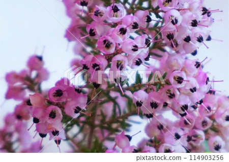 Erica japonica, Erica sieboldii, African Erica, flowers Erica japonica, Erica sieboldii, African Erica, flowers 114903256