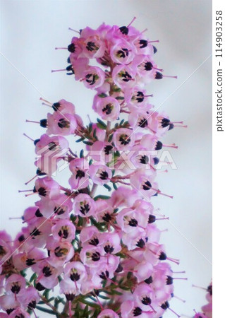 Erica Janome、Erica Kuroshiba、Erica Africa、花 114903258