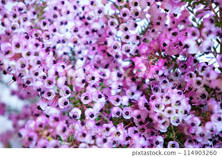 Erica japonica, Erica sieboldii, African Erica, flowers Erica japonica, Erica sieboldii, African Erica, flowers 114903260
