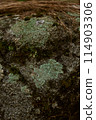 Groundcover plant, moss, thrives on bedrock outcrop 114903306