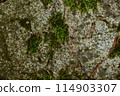 Groundcover plant, moss, thrives on bedrock outcrop 114903307