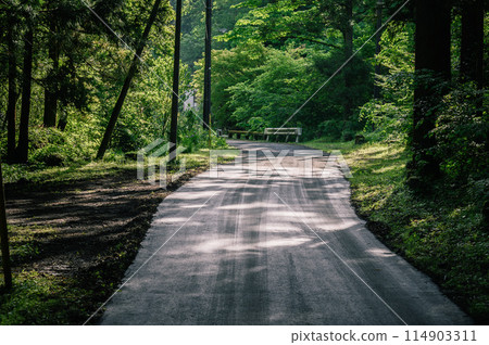 Forest road near Izu-ga-take in Oku-Musashi, Saitama (scary image) Forest road near Izu-ga-take in Oku-Musashi, Saitama (scary image) 114903311