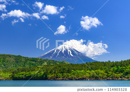A spectacular view of blue skies, fresh greenery and Mt. Fuji (Lake Saiko) 114903328