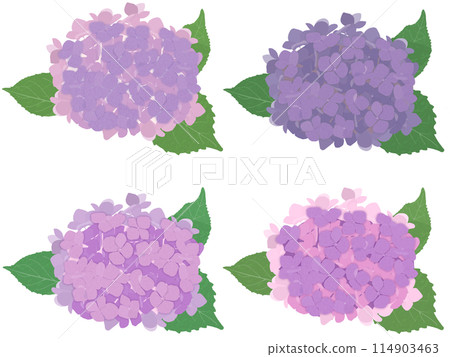 紫繡球4色套裝（A） 114903463