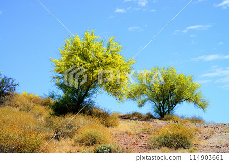 Palo Verde Tree, Sonora Desert, Spring and in bloom Palo Verde Tree, Sonora Desert, Spring and in bloom 114903661