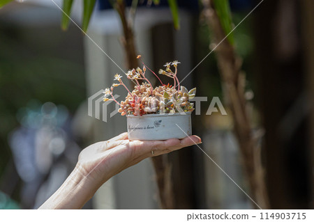 Succulent plant arrangement and woman's hands Succulent plant arrangement and woman's hands 114903715