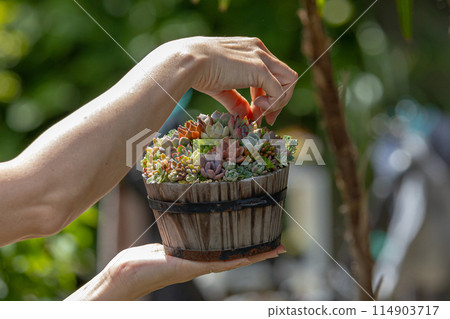 Succulent plant arrangement and woman's hands 114903717