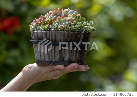 Succulent plant arrangement and woman's hands 114903725