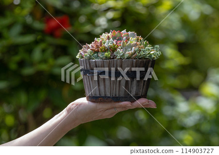 Succulent plant arrangement and woman's hands 114903727