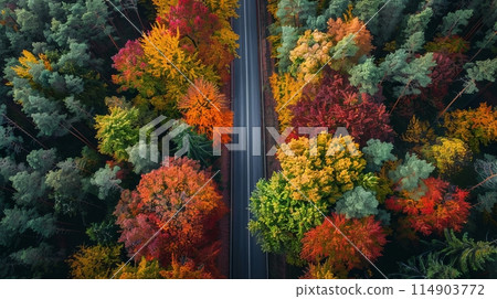 Beautiful road through autumn forest, aerial view 114903772