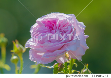 Pink roses bright contrast Pink roses bright contrast 114903781