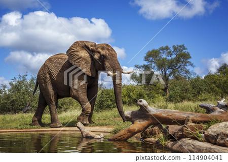 African bush elephant in Kruger National park, South Africa 114904041